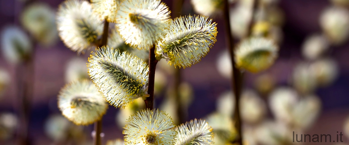 Acacia pravissima: una pianta originaria dell'Australia dalle proprietà sorprendenti