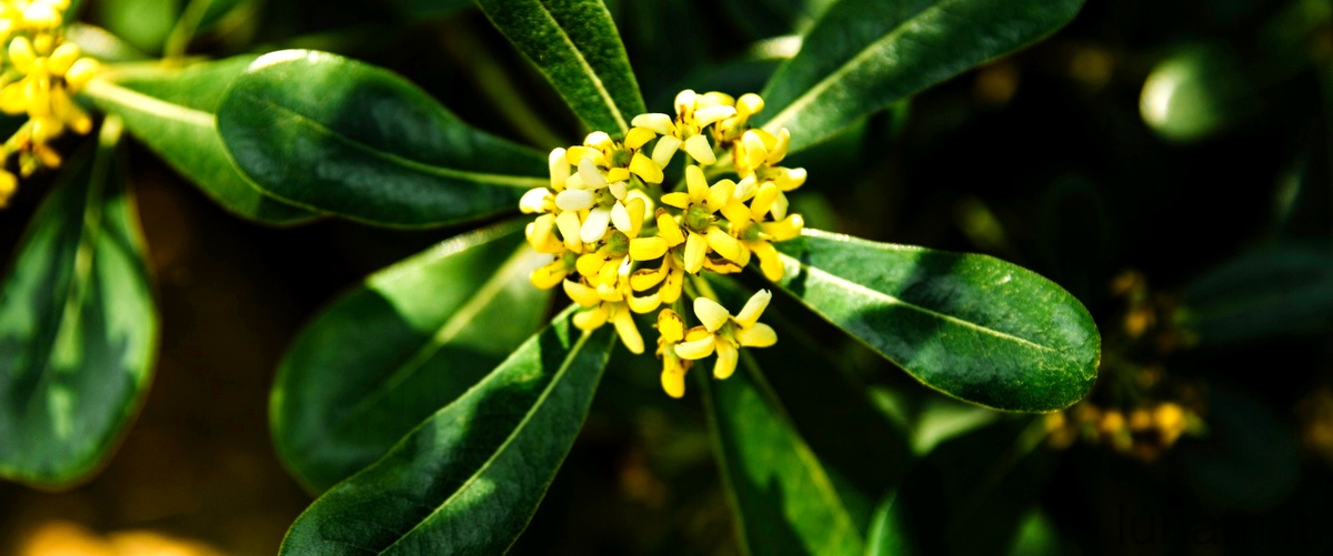 Acetosa e acetosella: piante della famiglia delle Polygonaceae