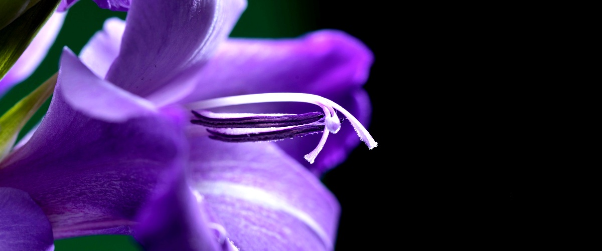 Alla scoperta della silene colorata: un fiore unico nel suo genere