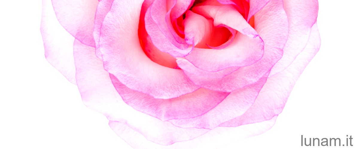 April Rose: la fragilità e la forza di un fiore primaverile