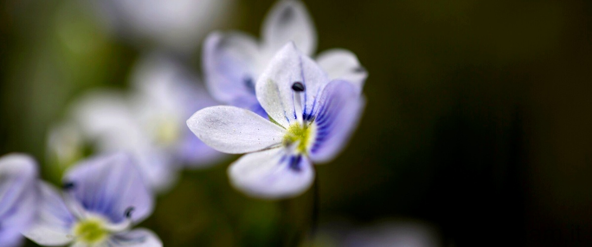 Bluebells: un tappeto di fiori blu che incanta la natura