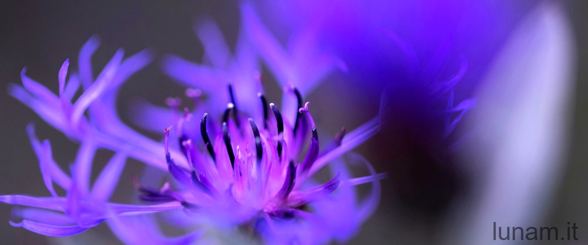 Centaurea horrida: tutte le caratteristiche di questa pianta spinosa