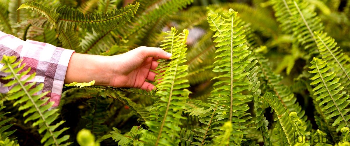 Come coltivare la Kleinia neriifolia: consigli pratici e suggerimenti