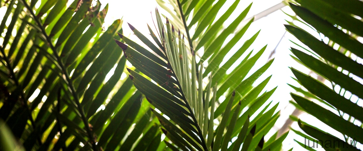 Come coltivare una palma bottiglia nel tuo giardino: una guida passo-passo