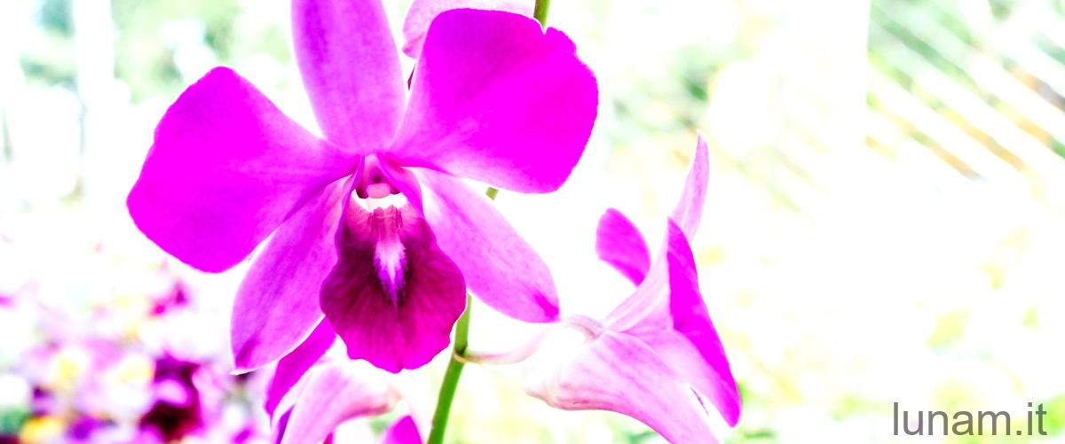 Come si curano le orchidee aeree?