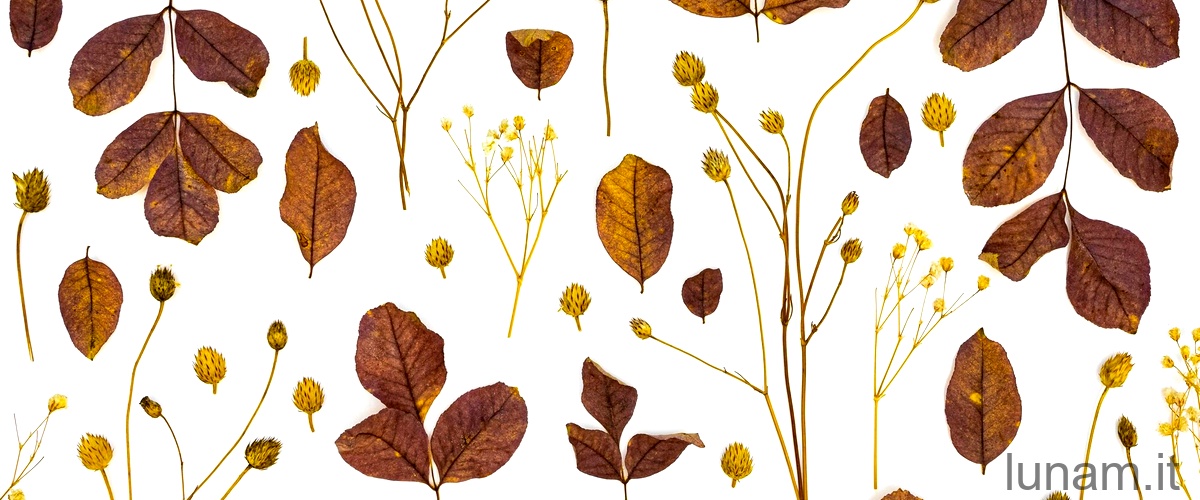 Cosa significa quando le punte delle foglie diventano marroni?