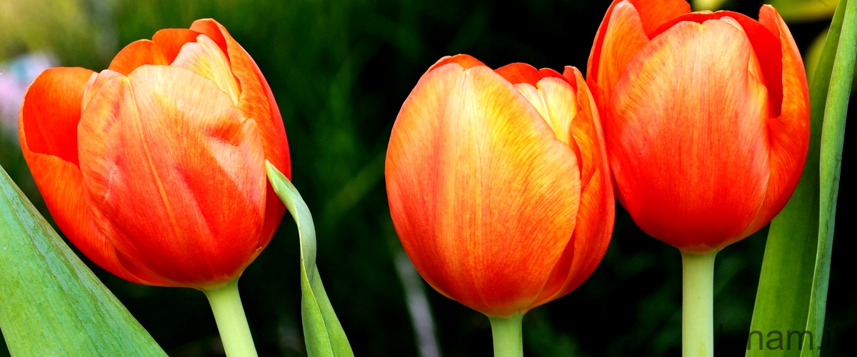 Cosa significa quando ti regalano i tulipani?
