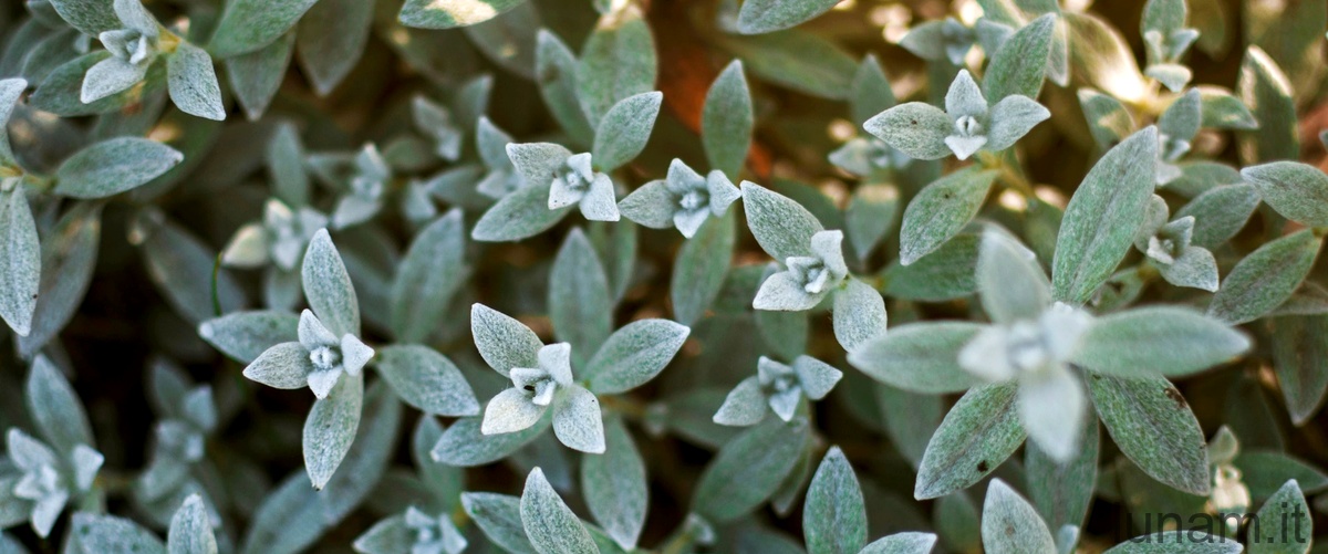 Curiosità sulla Coriaria myrtifolia: una gemma della flora provenzale