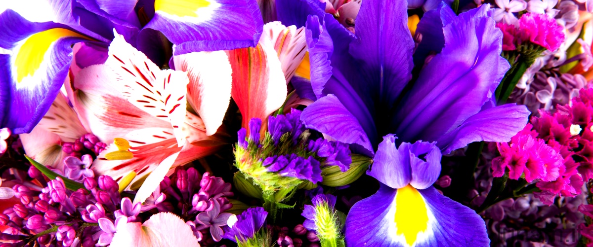 Domanda: Come curare la pianta di iris?