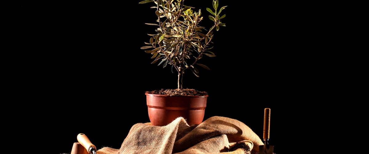 Domanda: Come far riprendere un bonsai che sta perdendo le foglie?