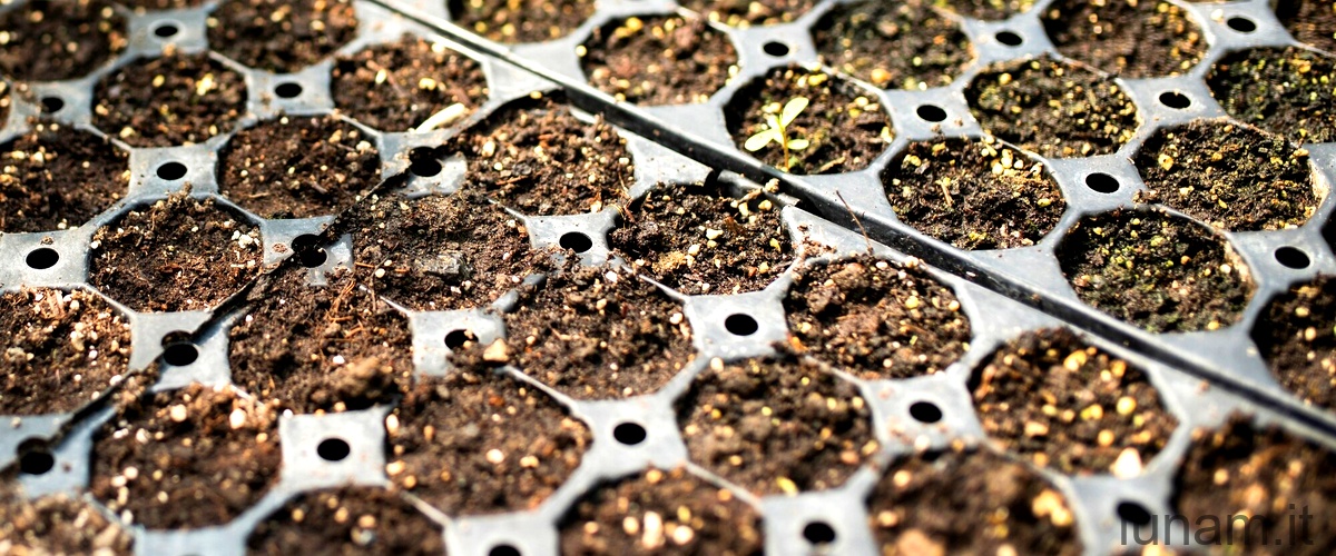 Domanda: Come fare germogliare i semi di peperoncino piccante?