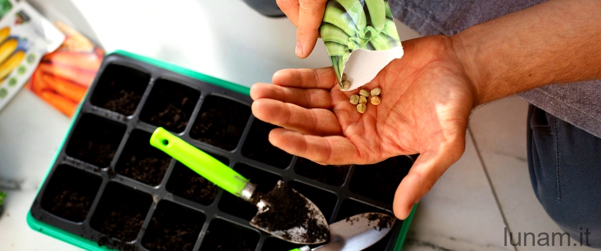 Domanda: Come posso velocizzare la germinazione dei semi?