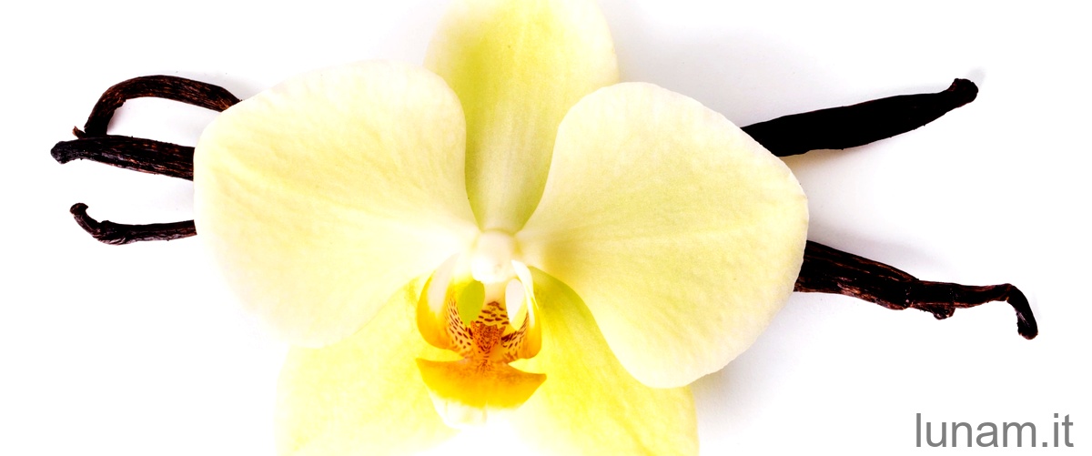 Domanda: Come si fa a far rifiorire le orchidee?