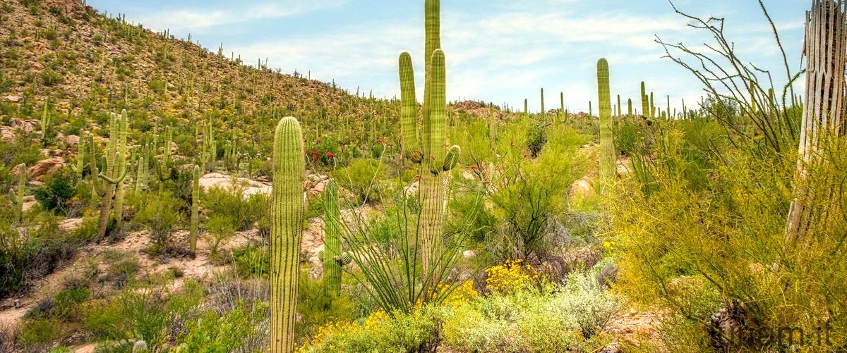 Dove mettere i cactus in inverno?