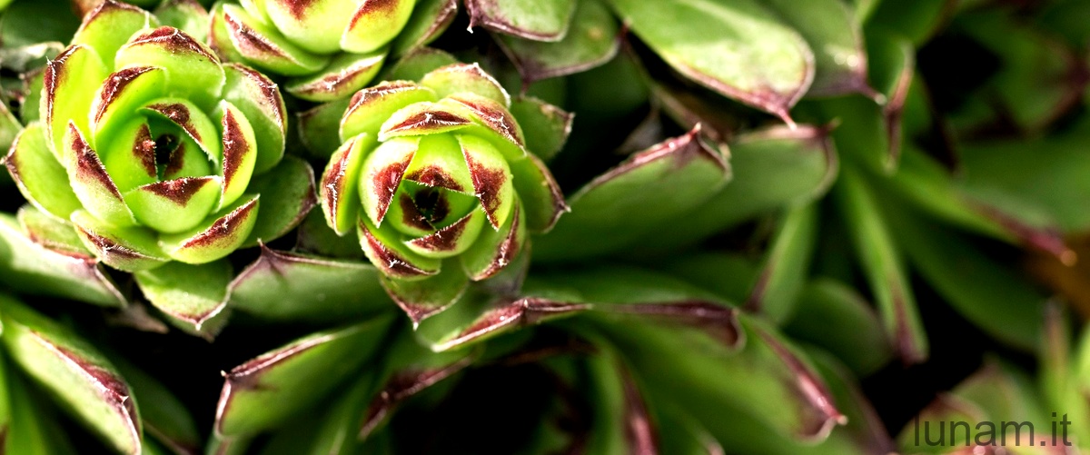 Euphorbia hypericifolia: una pianta versatile per il tuo giardino