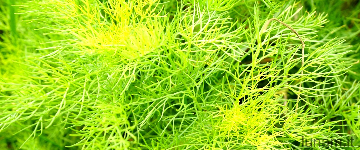 Gnetum: una pianta dalle numerose specie e caratteristiche uniche