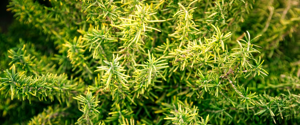 Habitat ideale e curiosità sul salice dafnoide (Salix daphnoides)