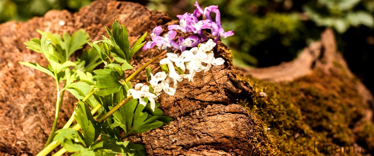 Hildewintera aureispina crestata: l'eleganza di questa pianta succulenta in vendita online