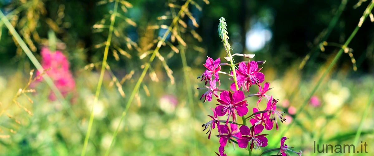 I benefici di Blumea balsamifera per la pelle e le vie respiratorie