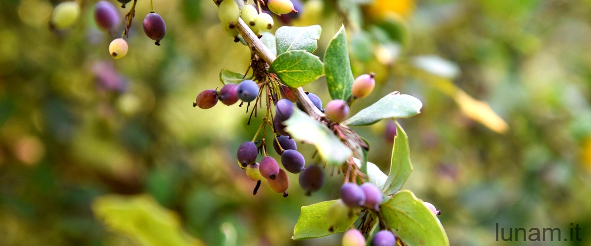 I benefici per la salute del consumo di ciliegie Prunus avium ‘Rainier’