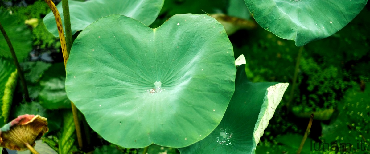 I segreti per una coltivazione di successo della Ligularia japonica