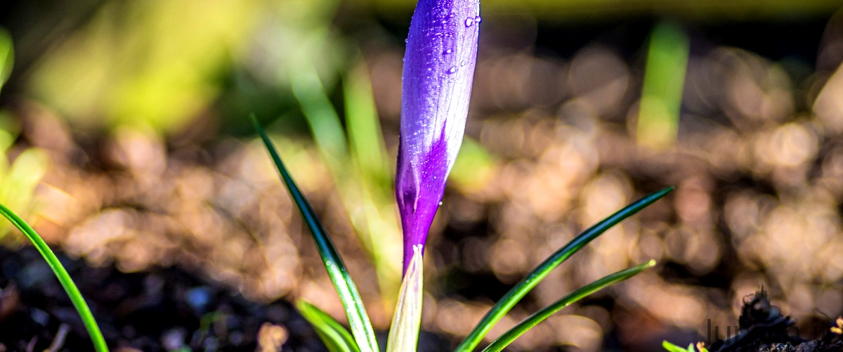Il caprifoglio bratteato: una pianta ornamentale perfetta per il tuo giardino