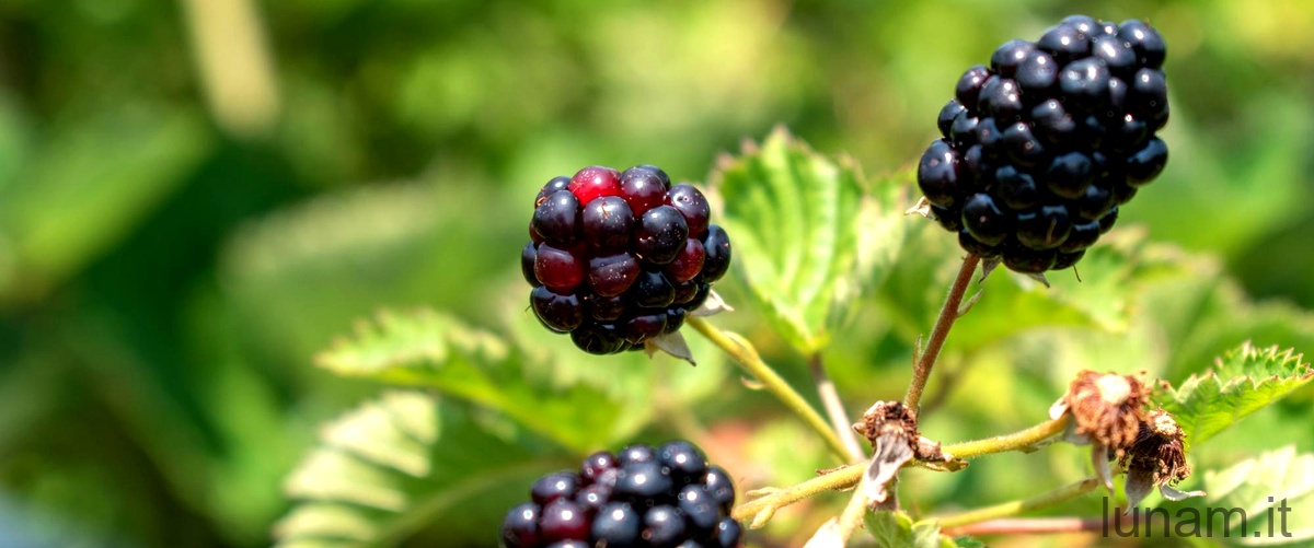 Il ruolo ecologico di Rubus laciniatus nella biodiversità