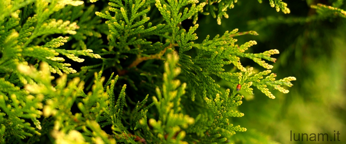 Kleinia neriifolia: caratteristiche, coltivazione e cura