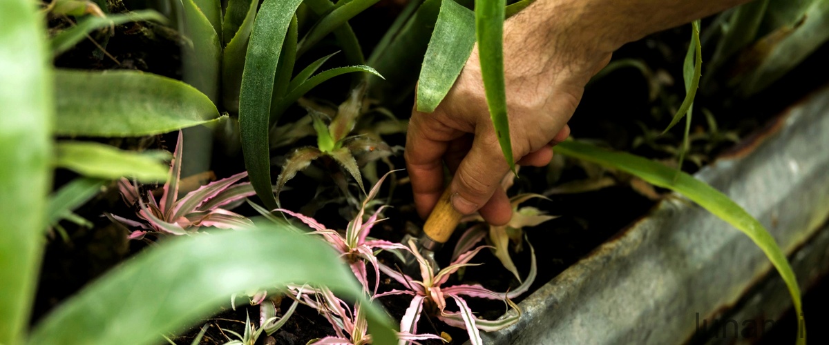 Kleinia neriifolia: curiosità e informazioni utili sulla sua coltivazione