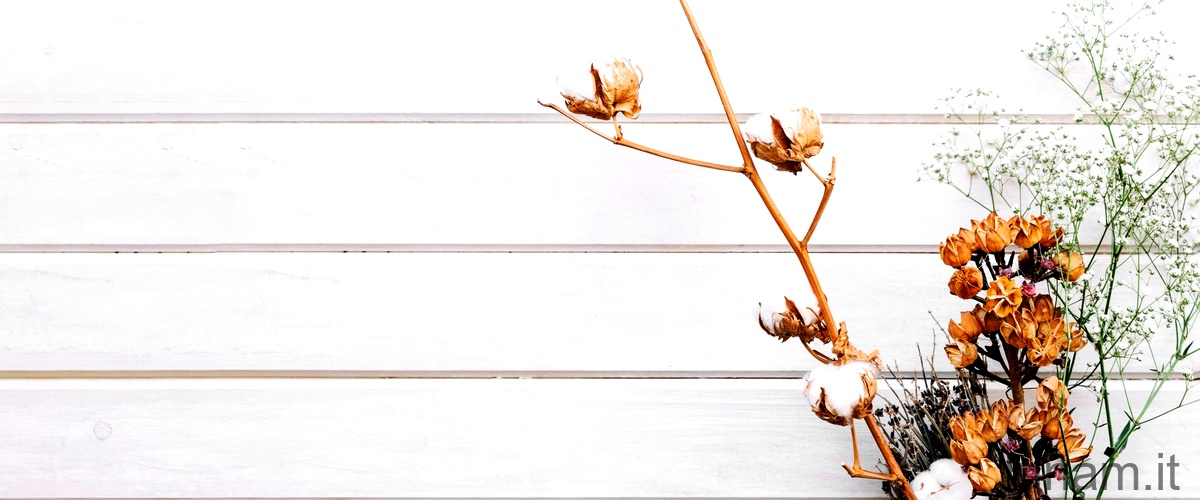 La boronia crenulata: una pianta perenne da scoprire