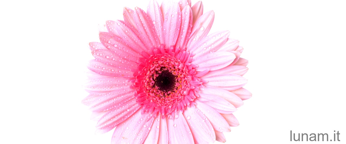 La corolla di un fiore è la parte del fiore che contiene i petali.