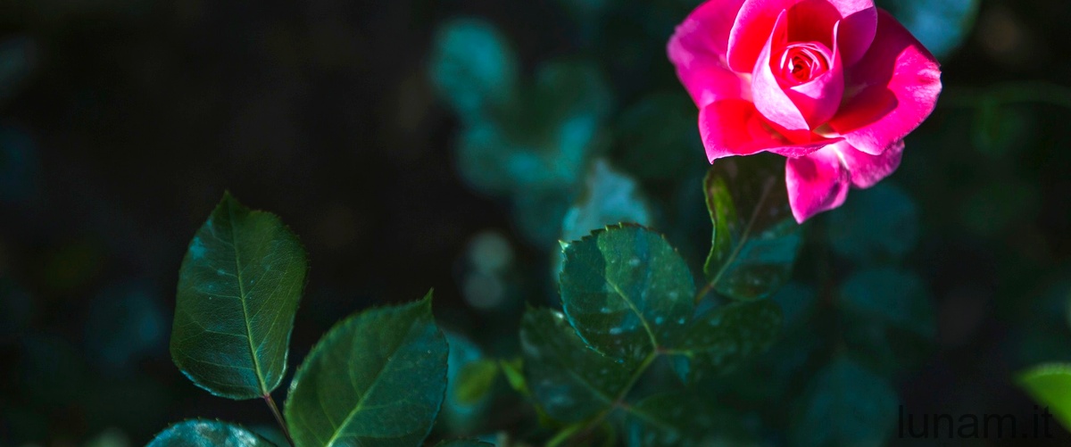 La magia di April Rose: un'ode alla natura e alla sua bellezza