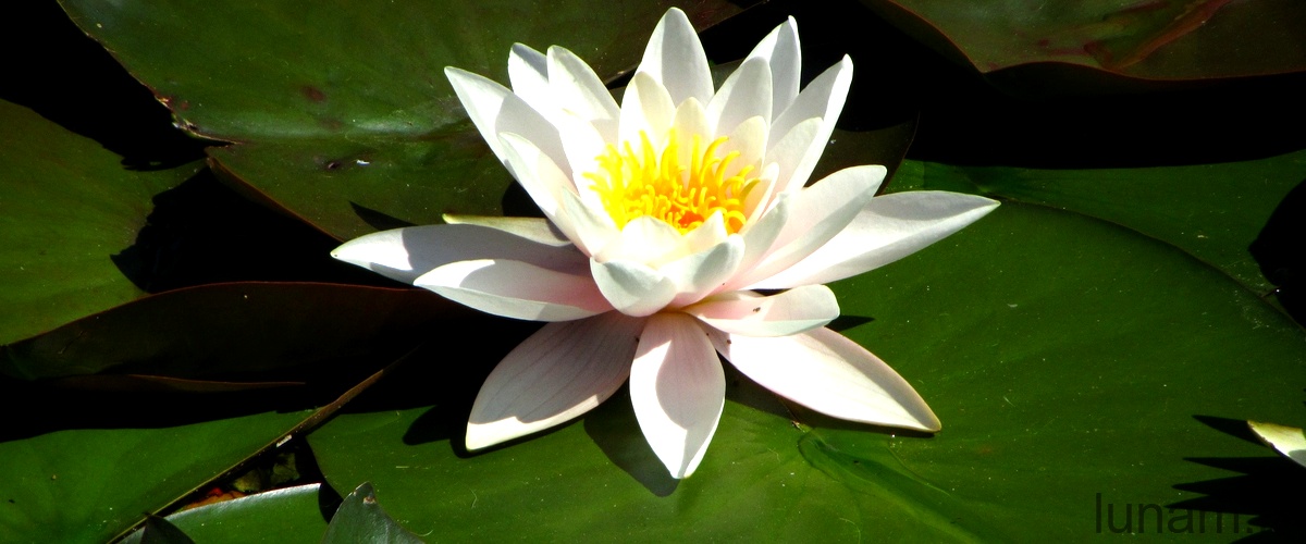 La Ninfea Tetragona: una pianta acquatica perfetta per il tuo giardino