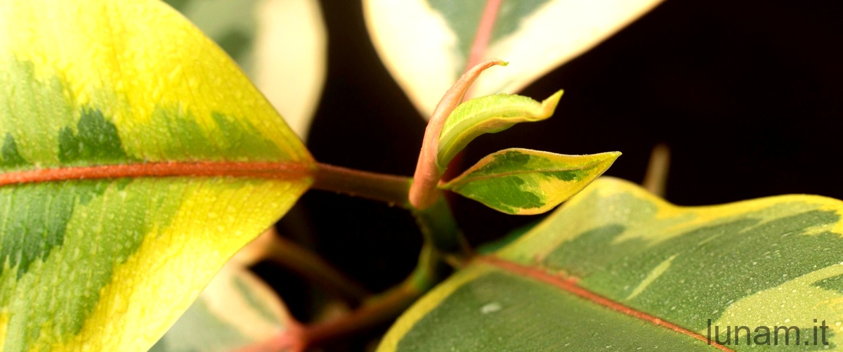 Le caratteristiche affascinanti di Parkinsonia aculeata: il piccolo albero dalle spighe dorate