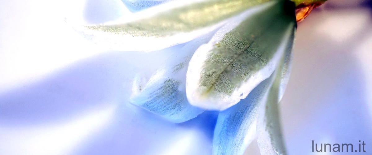 Le proprietà benefiche dell'Iris tuberosa: scopriamole insieme