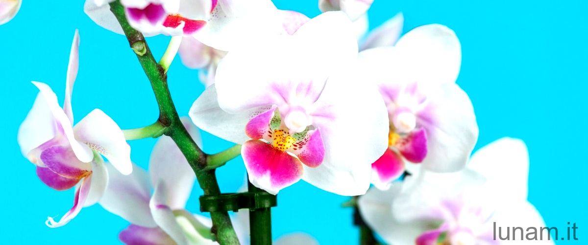 L'Orchidea azul: un tesoro da ammirare