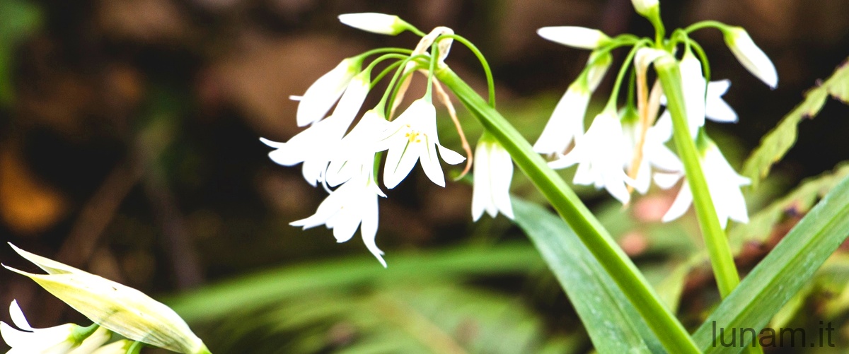 Narcissus triandrus: la bellezza in fiore dei petali bianchi