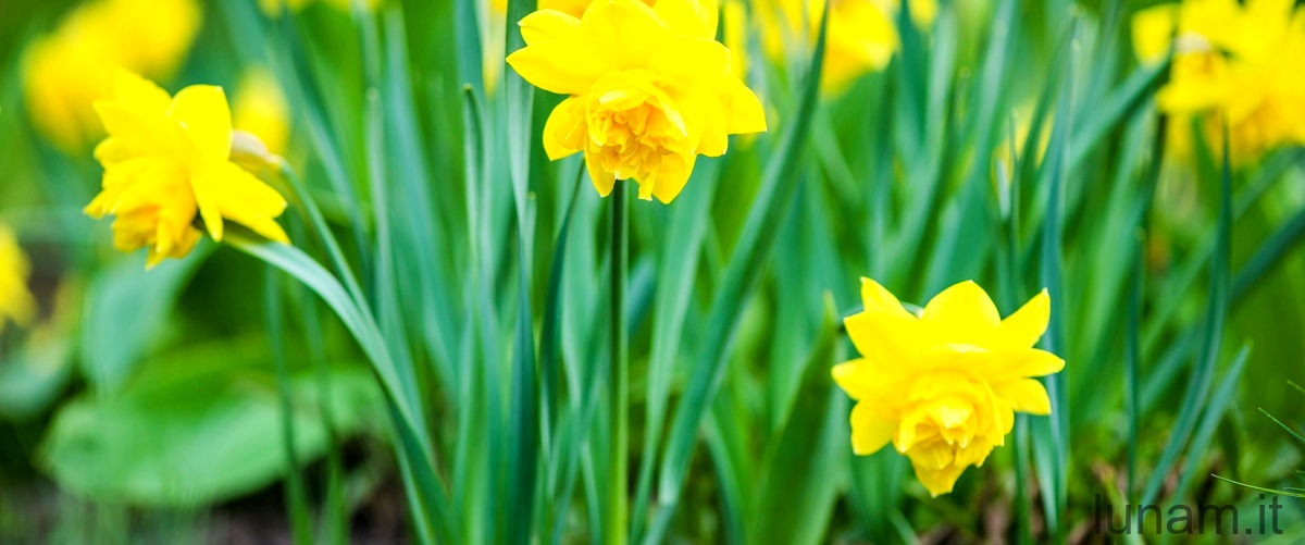 Narcissus triandrus: l'eleganza dei fiori bianchi