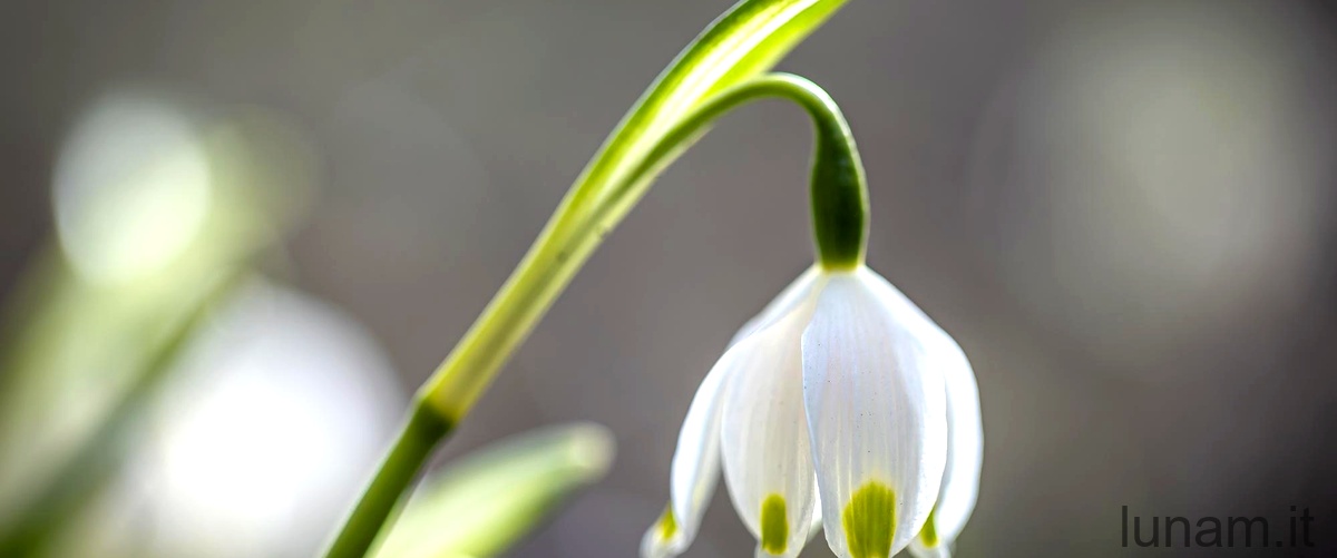 Narcissus triandrus: un'esplosione di bianco nella natura