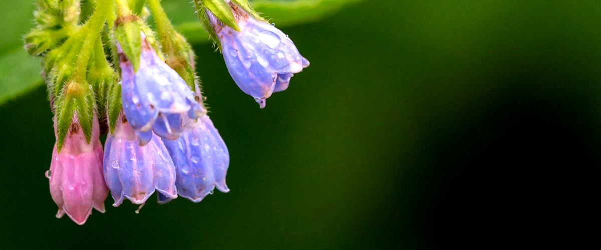 Persicaria pensylvanica: una pianta nativa dalle molteplici specie