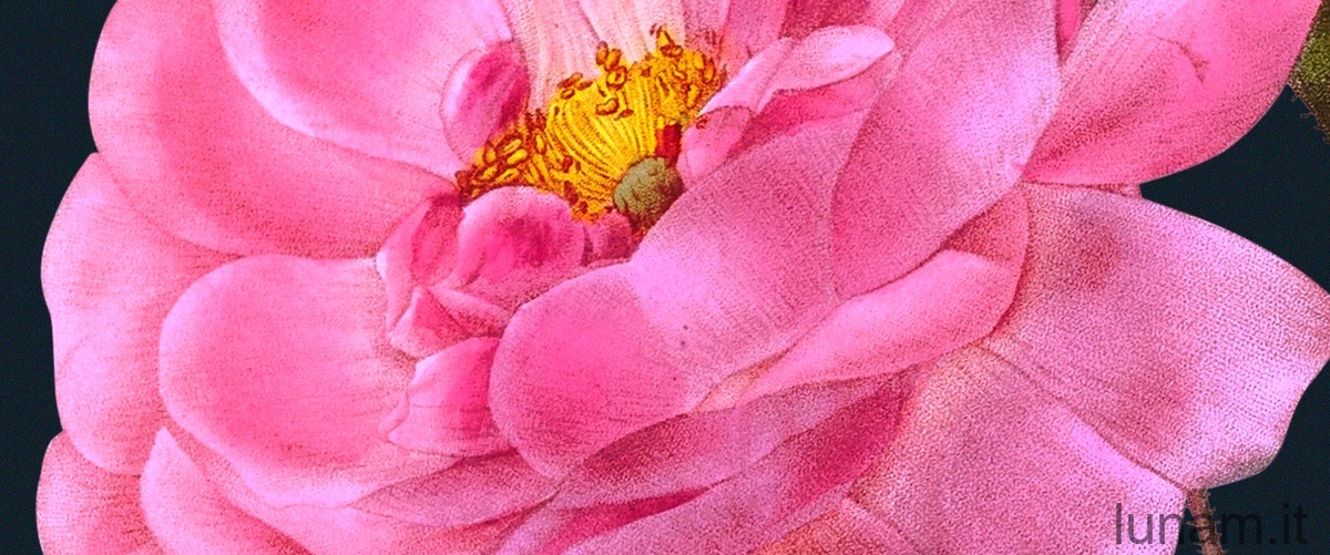 Qual è il colore dellinglese roseum?