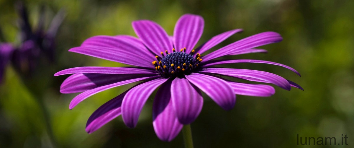 Qual è il fiore a grappolo di colore lilla?