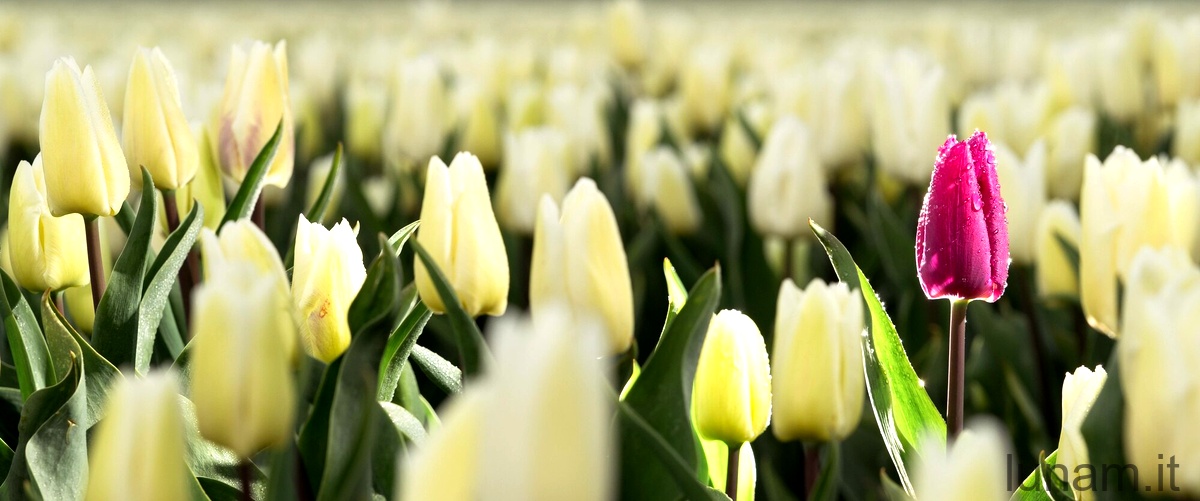 Qual è il significato dei tulipani?