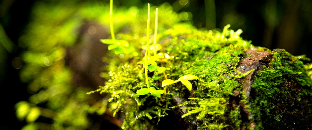 Quale tipo di vegetazione caratterizza il bioma della tundra?