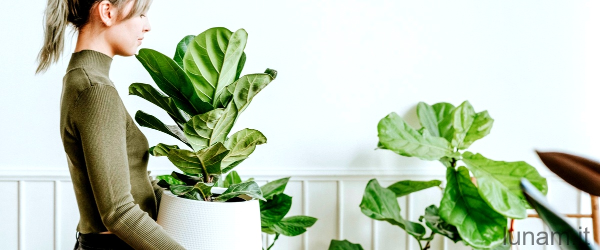 Quali sono le piante da appartamento che purificano laria?