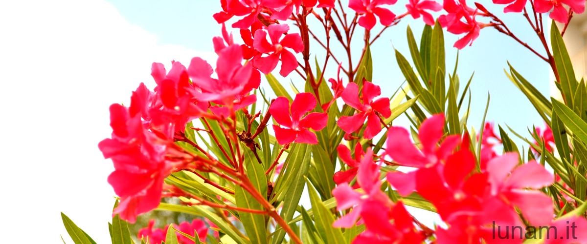 Quando fiorisce il geranio odoroso?Risposta: Quando fiorisce il geranio odoroso?