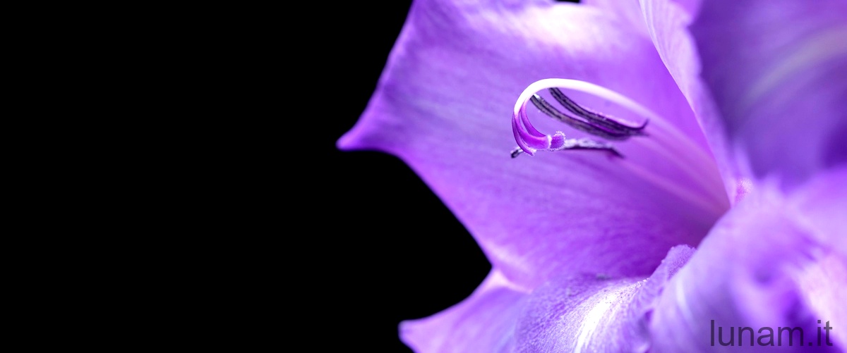 Quanta acqua bisogna dare alle violette?La domanda è corretta.
