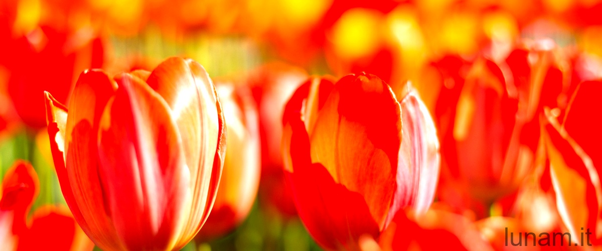 Quanti tipi di tulipano ci sono?