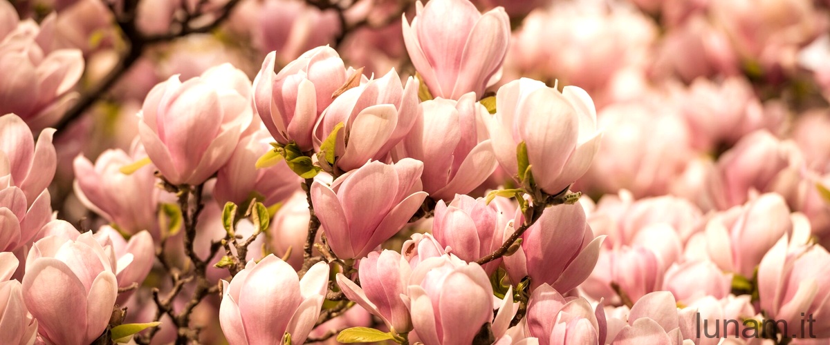 Quanto cresce la magnolia grandiflora?