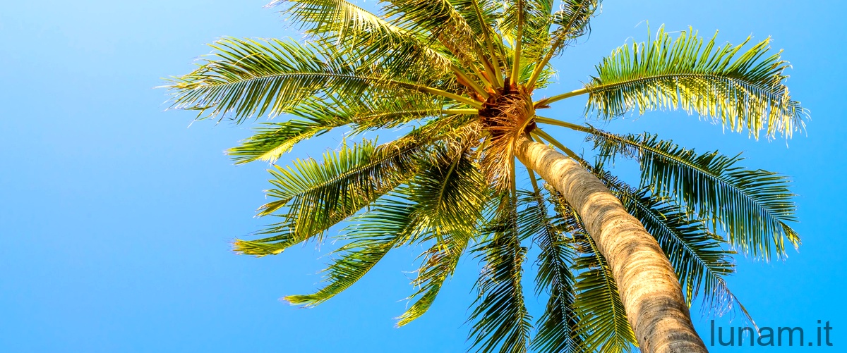 Quanto in profondità vanno le radici delle palme?
